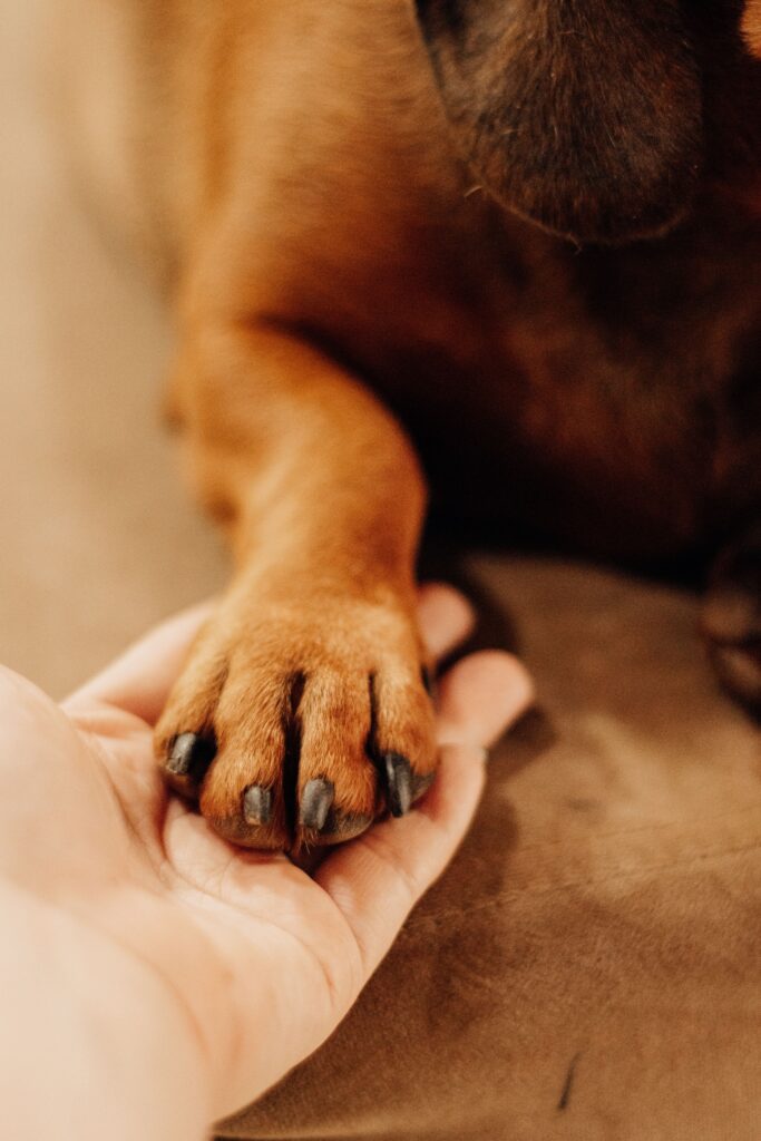 Close-up of a human hand gently holding a dog's paw, symbolizing friendship and bond.