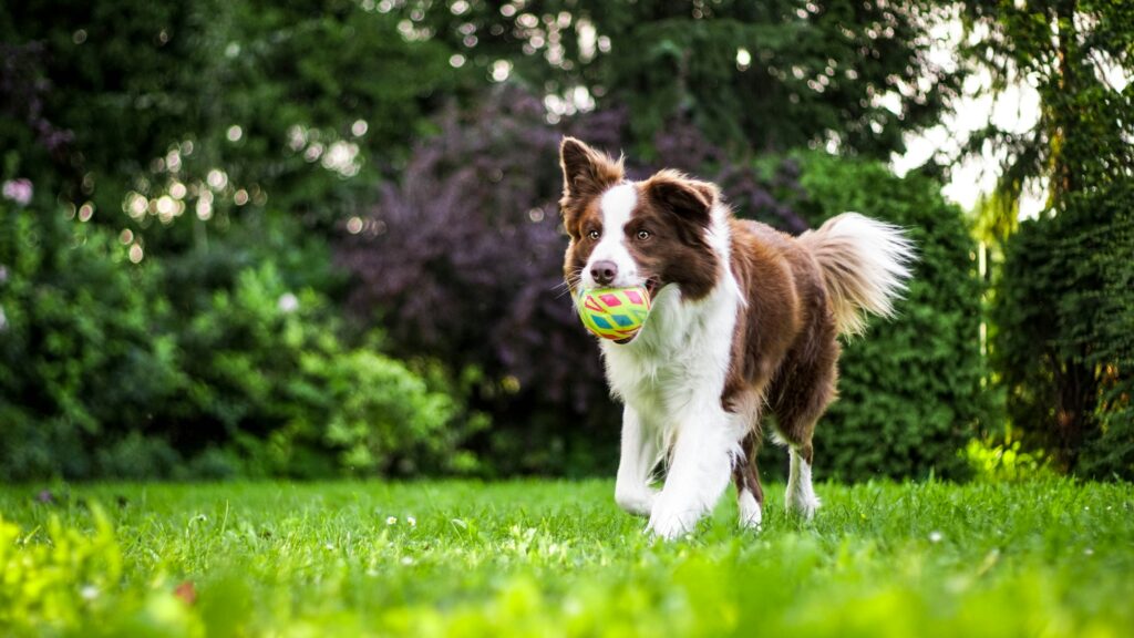 border collie with ball