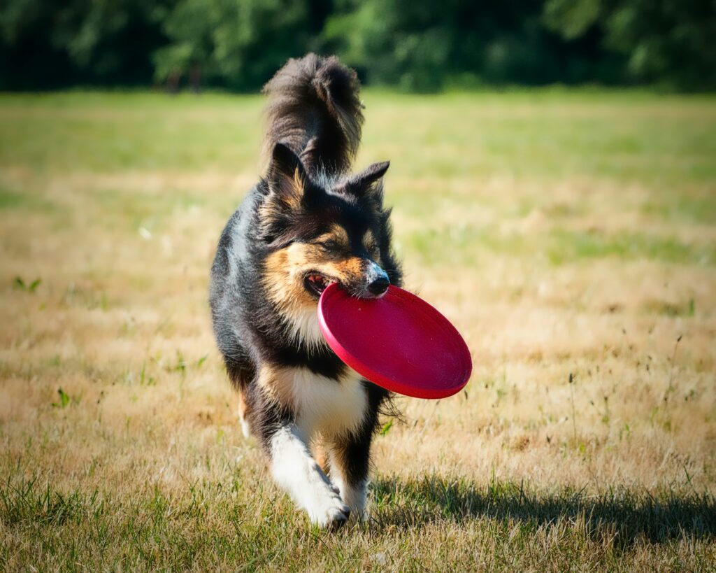 dog with frisbee