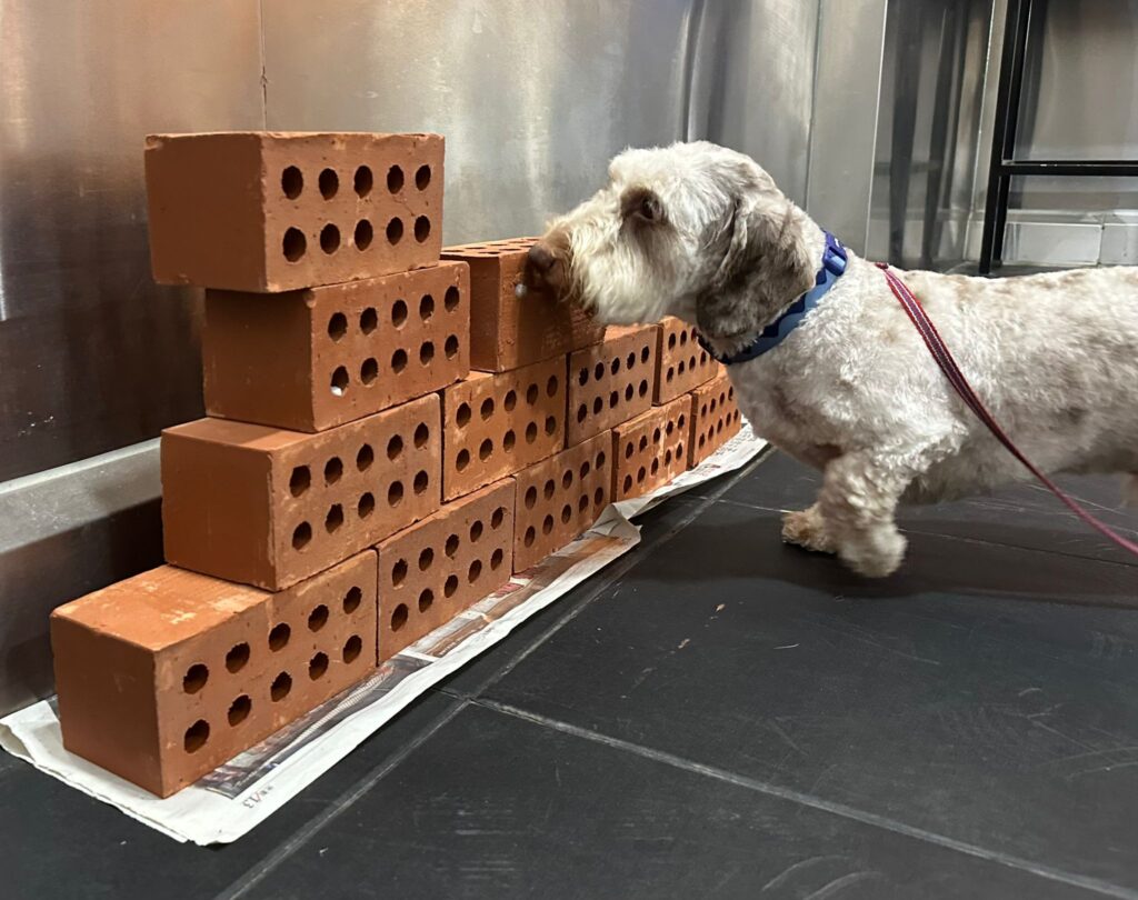 basil sprout nosework